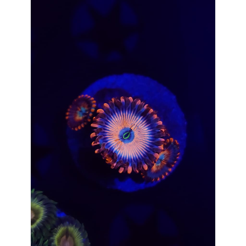 White Zombie Zoanthid Frag WYSIWYG!