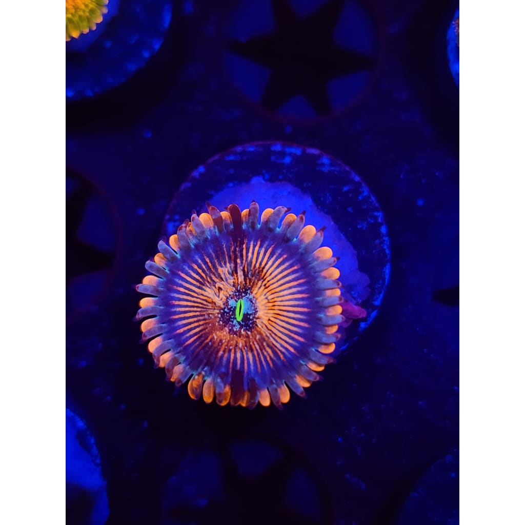 White Zombie Zoanthid Frag WYSIWYG!
