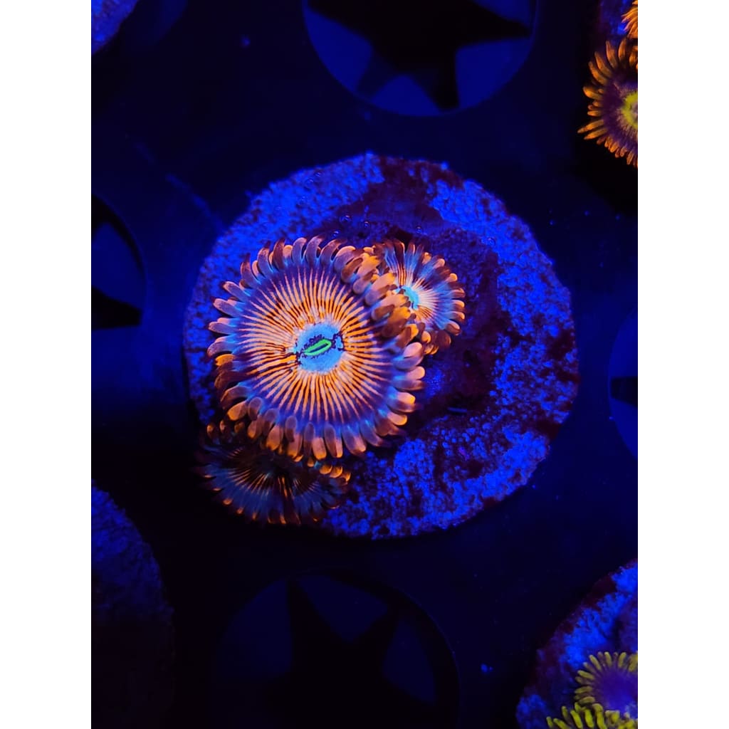 White Zombie Zoanthid Frag WYSIWYG!