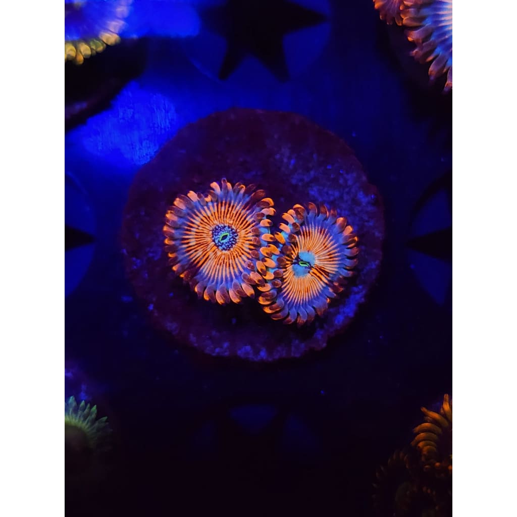 White Zombie Zoanthid Frag WYSIWYG!