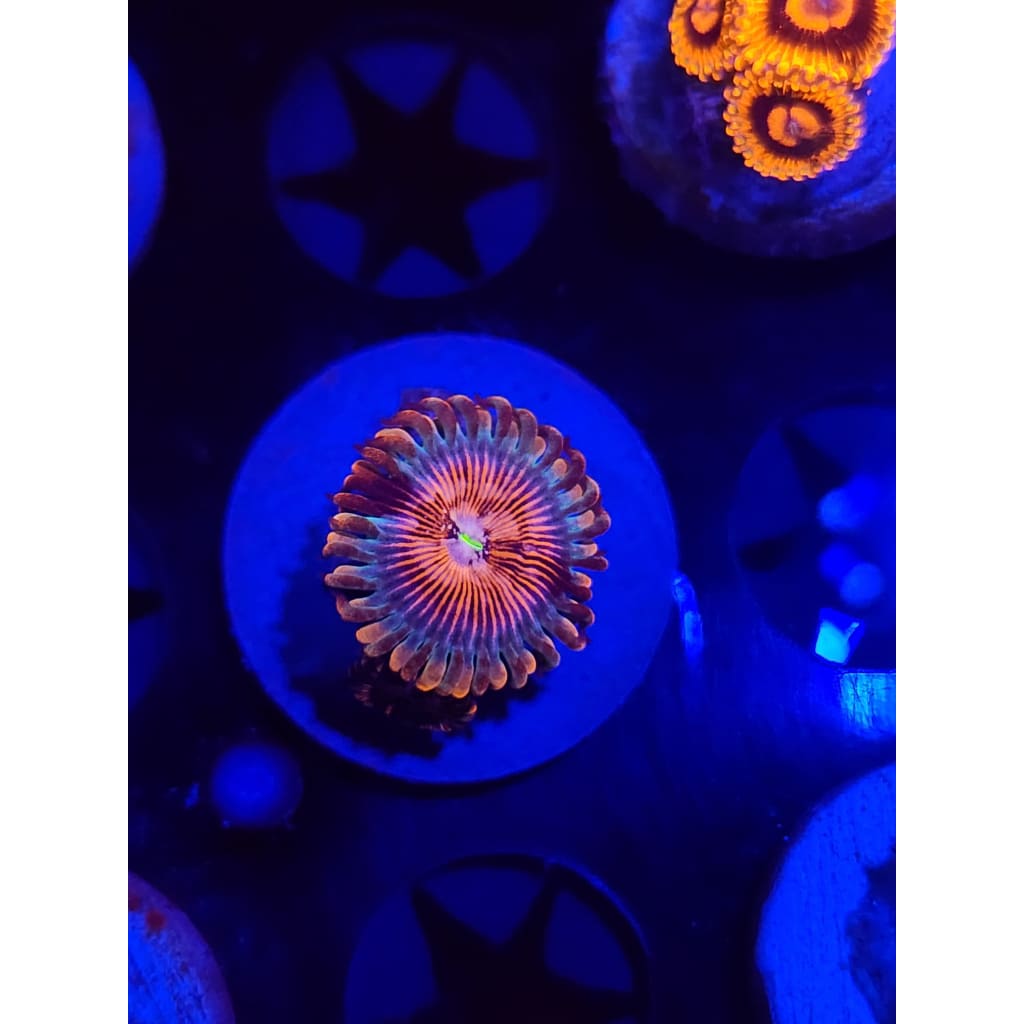White Zombie Zoanthid Frag WYSIWYG!