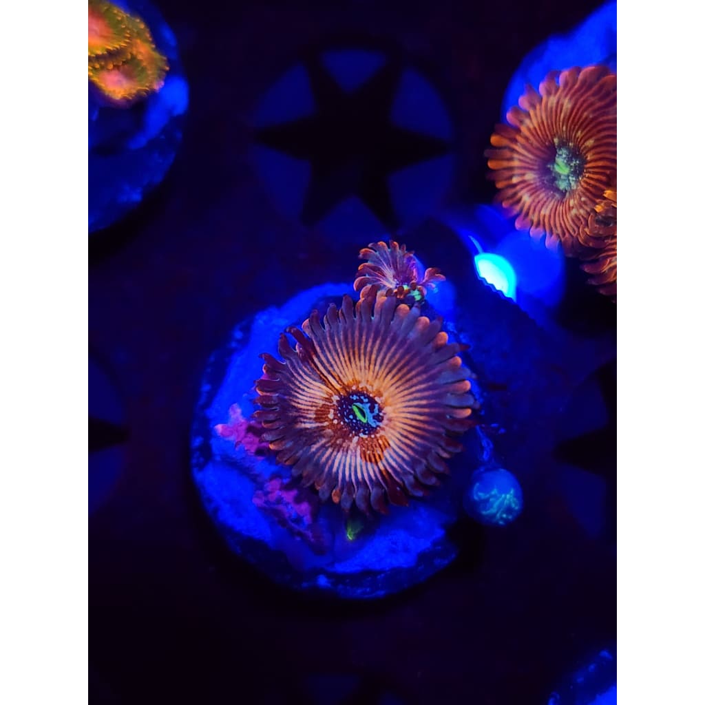 White Zombie Zoanthid Frag WYSIWYG!