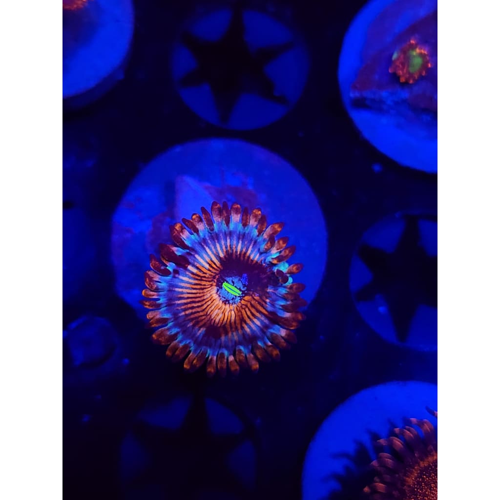 White Zombie Zoanthid Frag WYSIWYG!