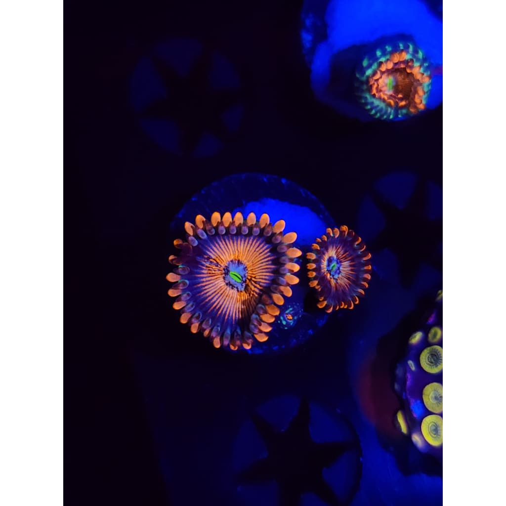 White Zombie Zoanthid Frag WYSIYWG!