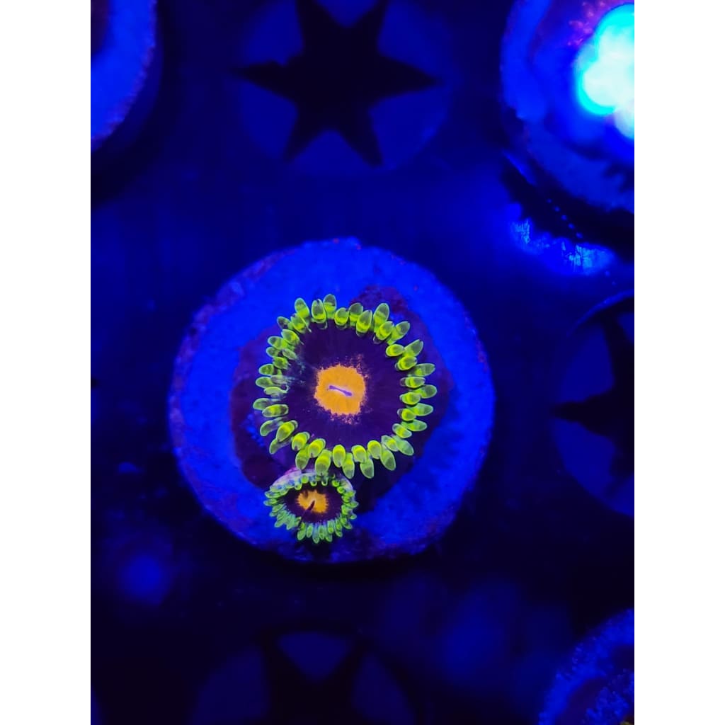 Widowmaker Zoanthid Frag WYSIWYG!