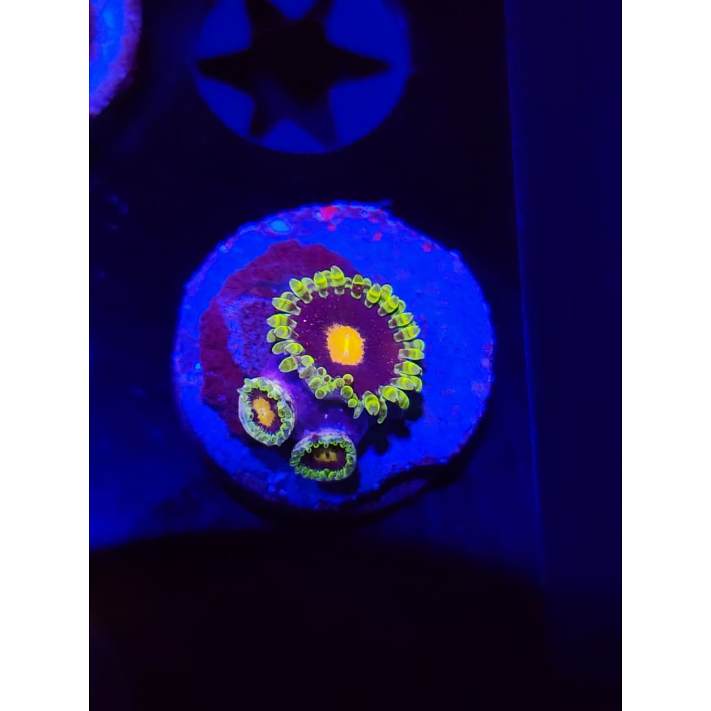 Widowmaker Zoanthid Frag WYSIWYG!