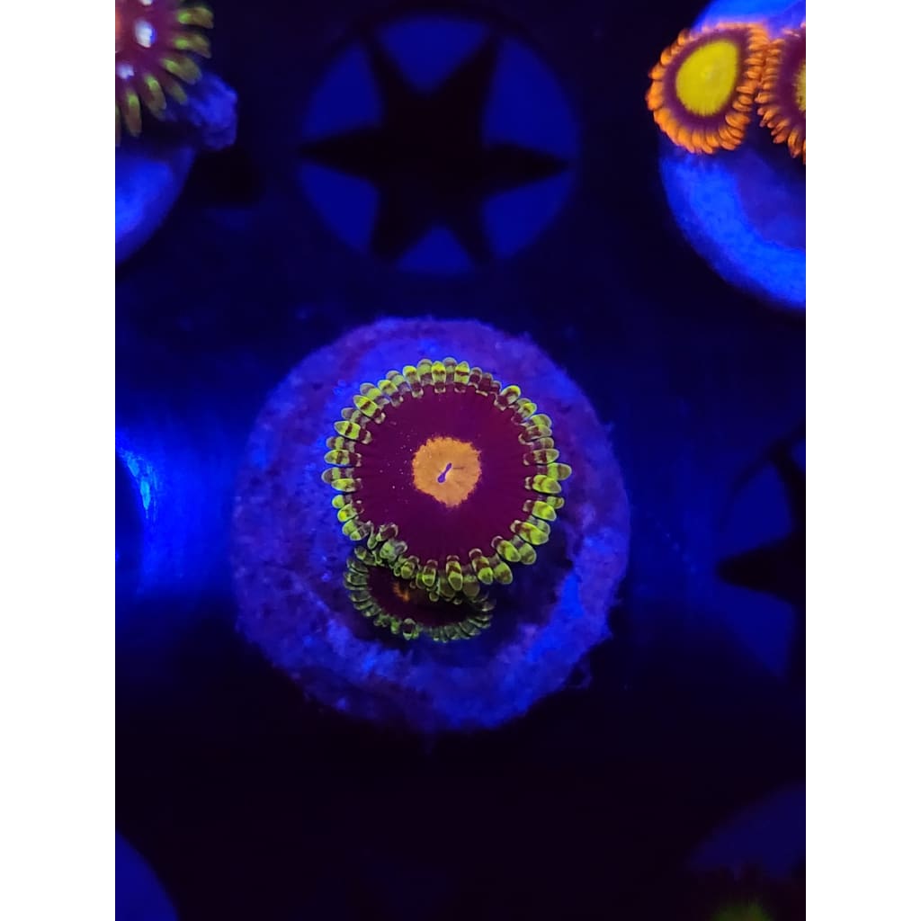 Widowmaker Zoanthid Frag WYSIWYG!
