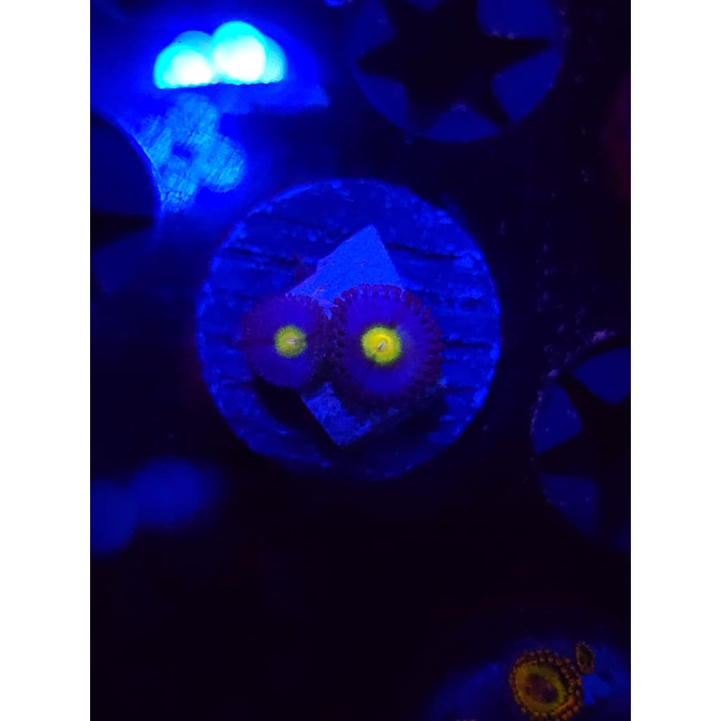 WWC AOI Zoanthid Frag WYSIWYG!