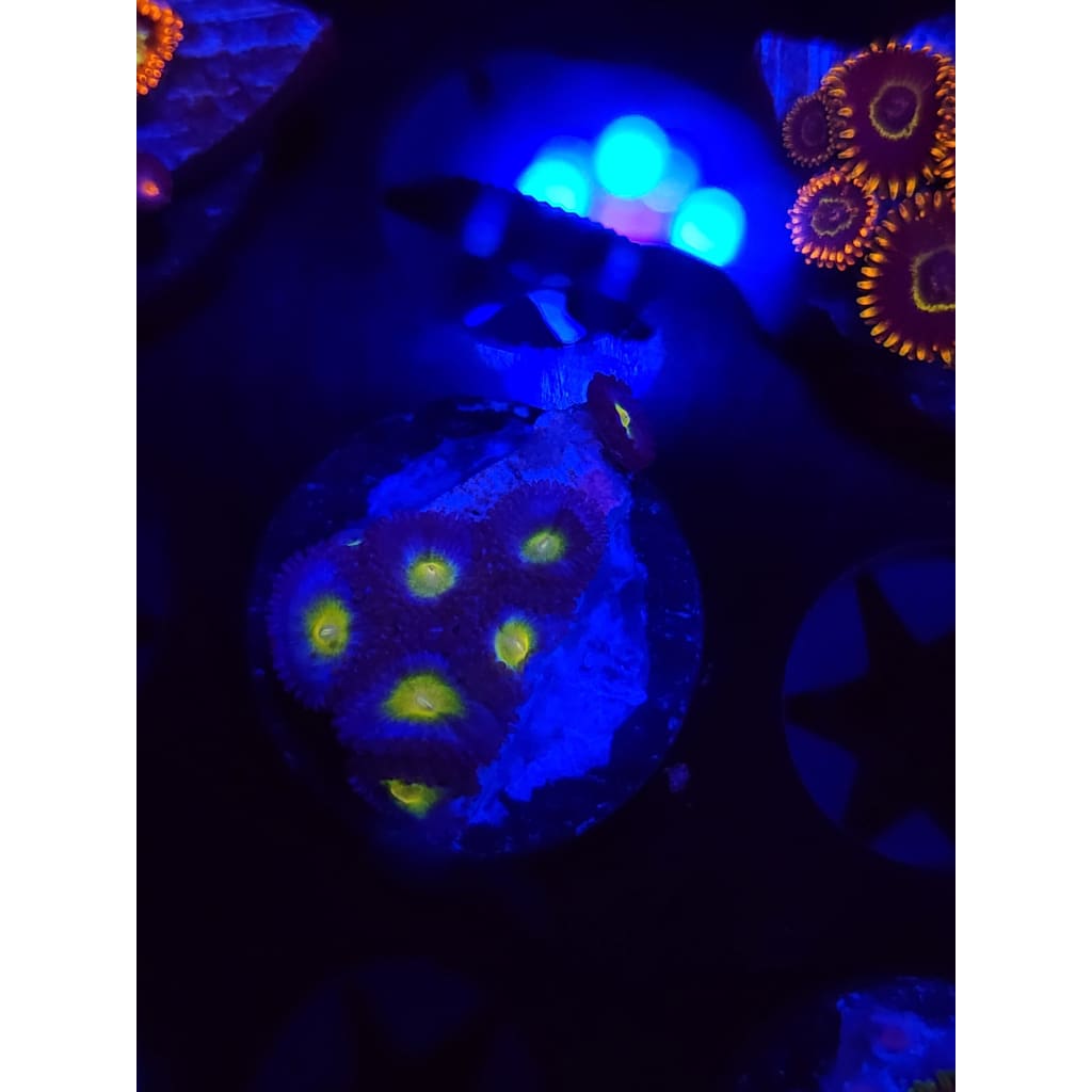 WWC AOI Zoanthid Frag WYSIWYG!