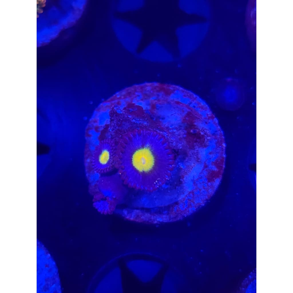WWC AOI Zoanthid Frag WYSIWYG!