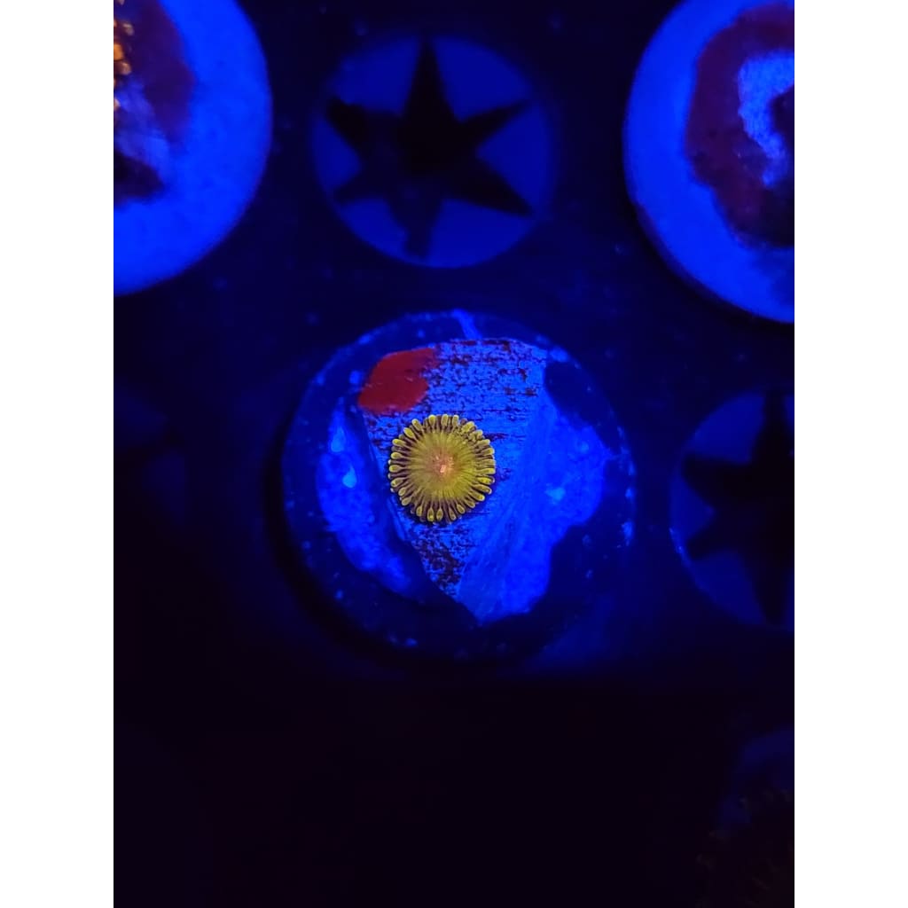 WWC Golden gods Zoanthid Frag WYSIWYG!