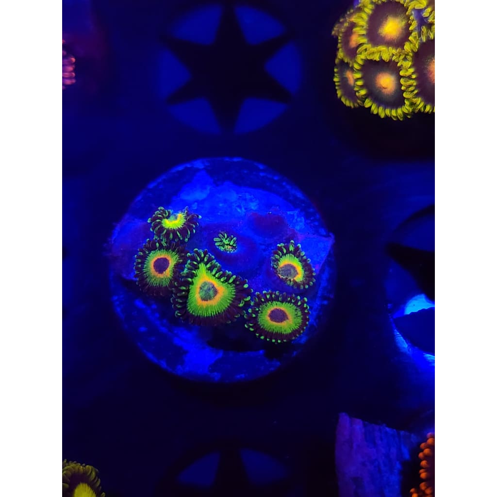 WWC Island Times Zoanthid Frag WYSIWYG!