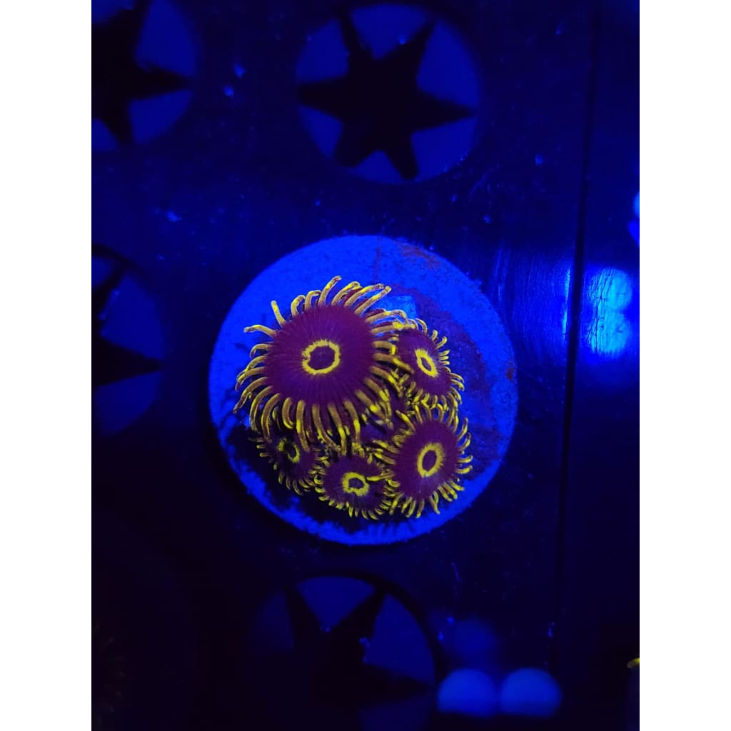 Yellow Hornet Zoanthid Frag WYSIWYG!