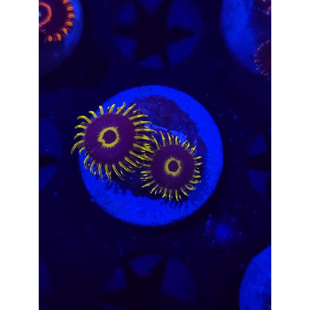 Yellow Hornet Zoanthid Frag WYSIWYG!
