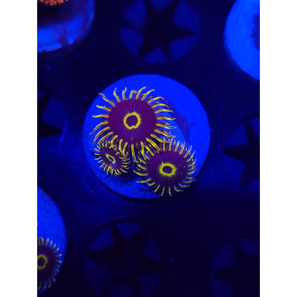 Yellow Hornet Zoanthid Frag WYSIWYG!