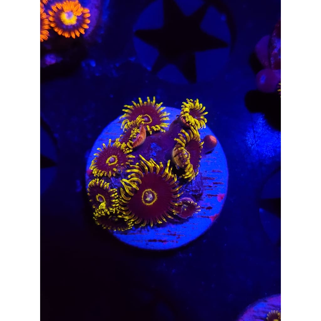 Yellow Hornet Zoanthid Frag WYSIWYG!