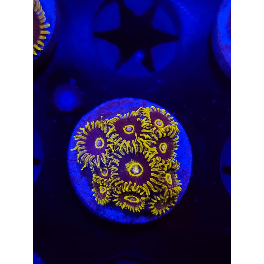 Yellow Hornet Zoanthid Frag WYSIWYG!