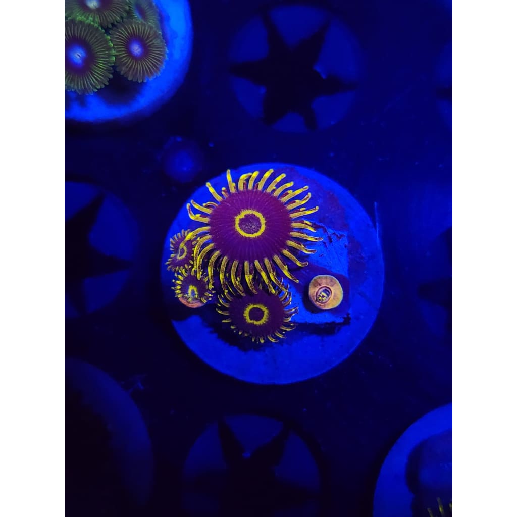 Yellow Hornet Zoanthid Frag WYSIWYG!