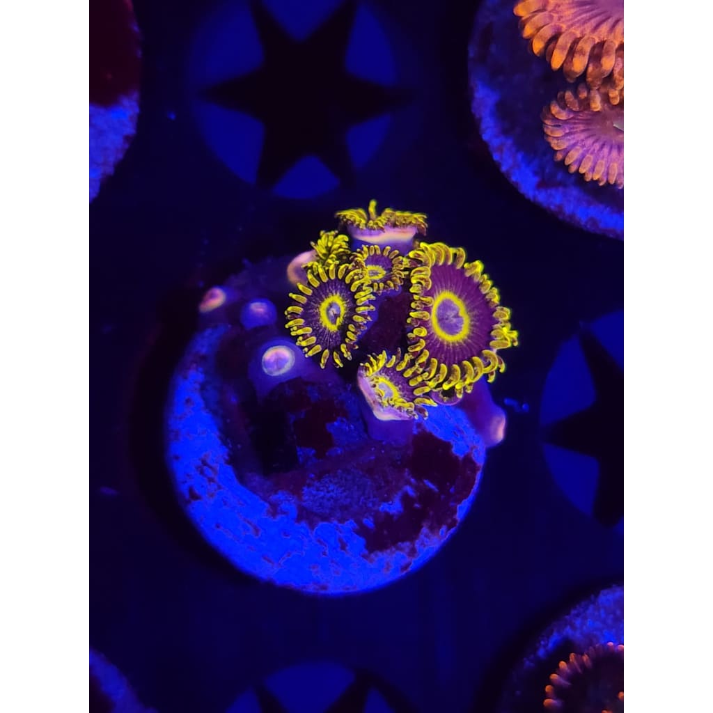 Yellow Hornet Zoanthid Frag WYSIWYG!