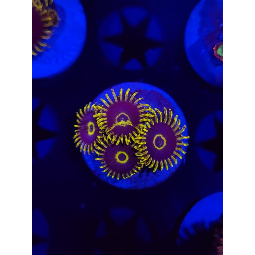 Yellow Hornet Zoanthid Frag WYSIWYG!