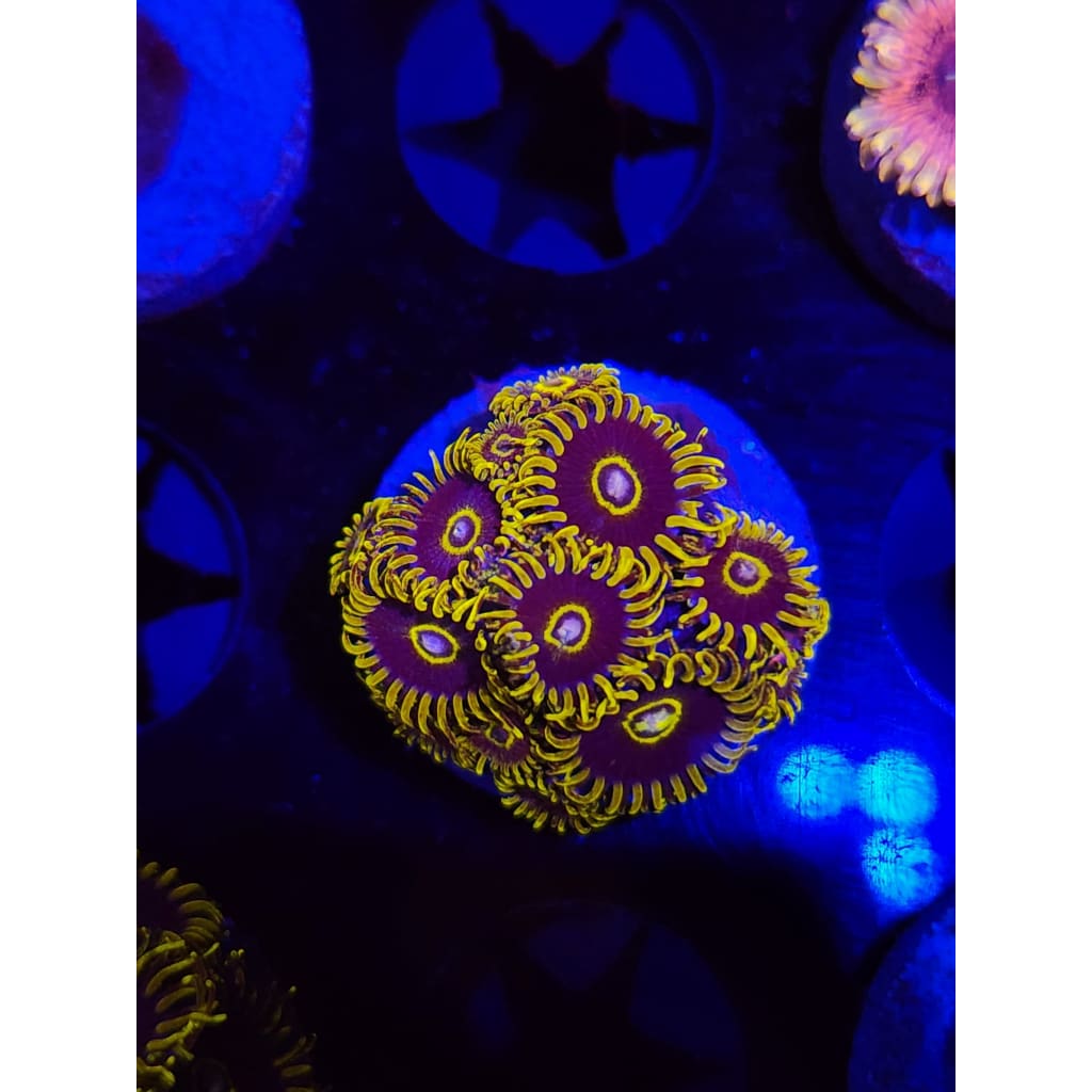 Yellow Hornet Zoanthid Frag WYSIWYG!