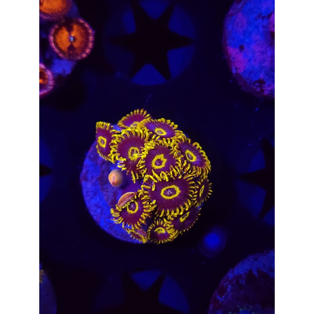 Yellow Hornets Zoanthid Frag WYSIWYG!