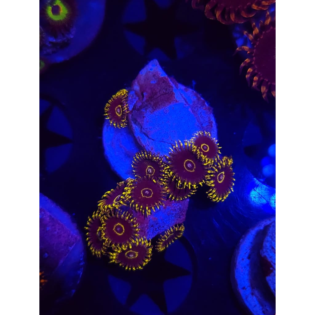 Yellow Hornets Zoanthid Frag WYSIWYG!