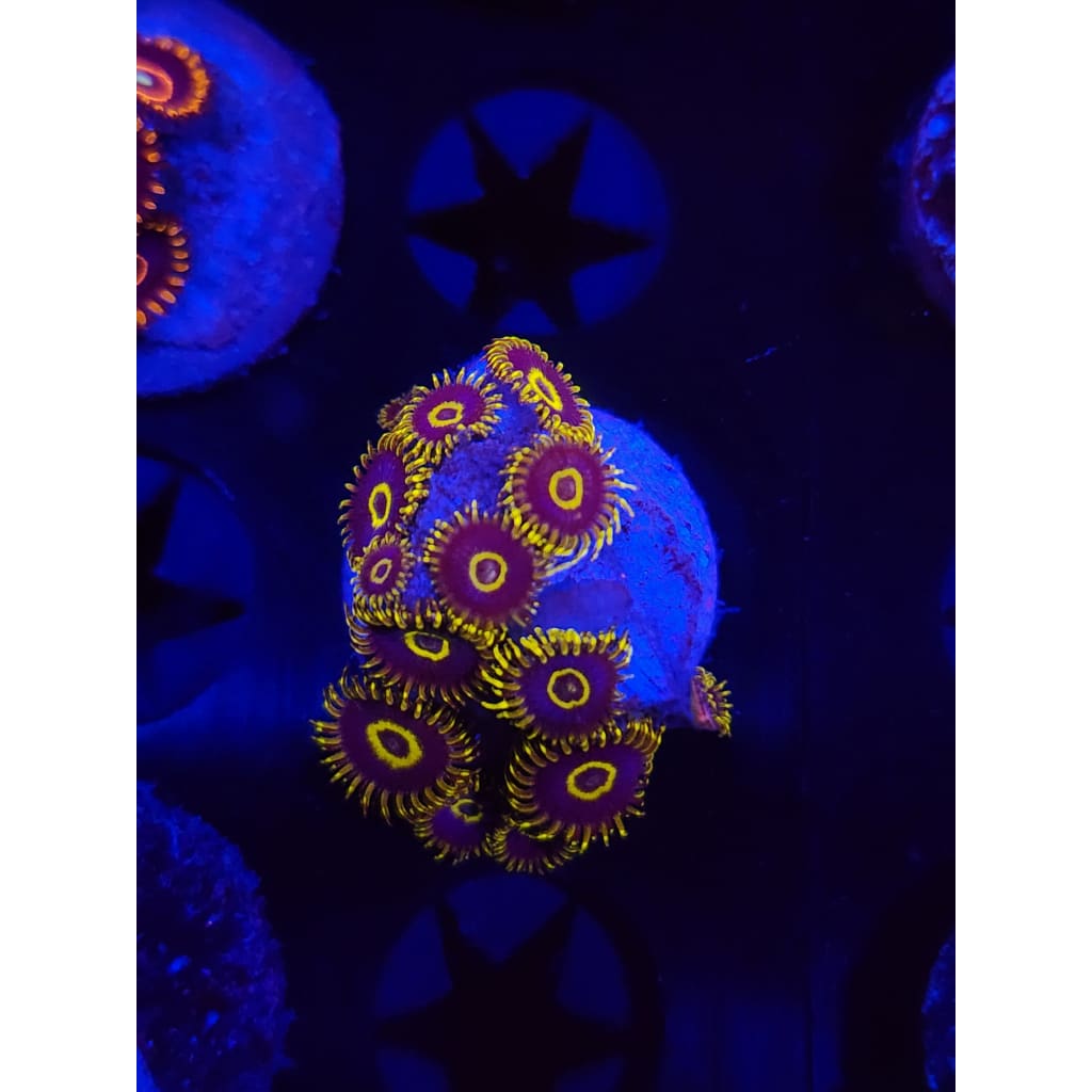 Yellow Hornets Zoanthid Frag WYSIWYG!