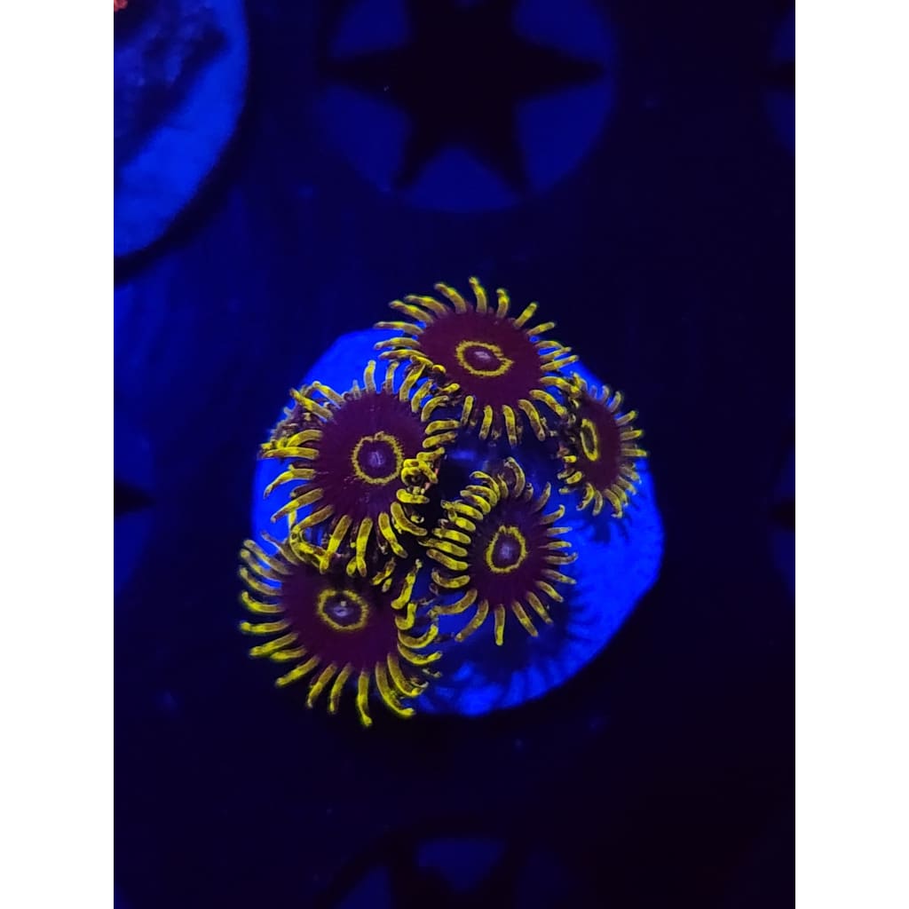 Yellow Hornets Zoanthid Frag WYSIWYG!