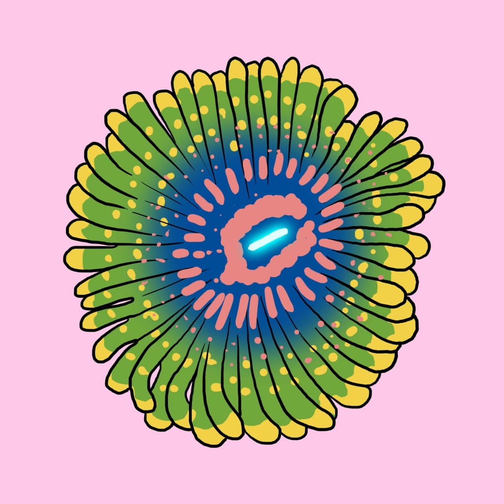 Beginner’s Zoanthid Pack!