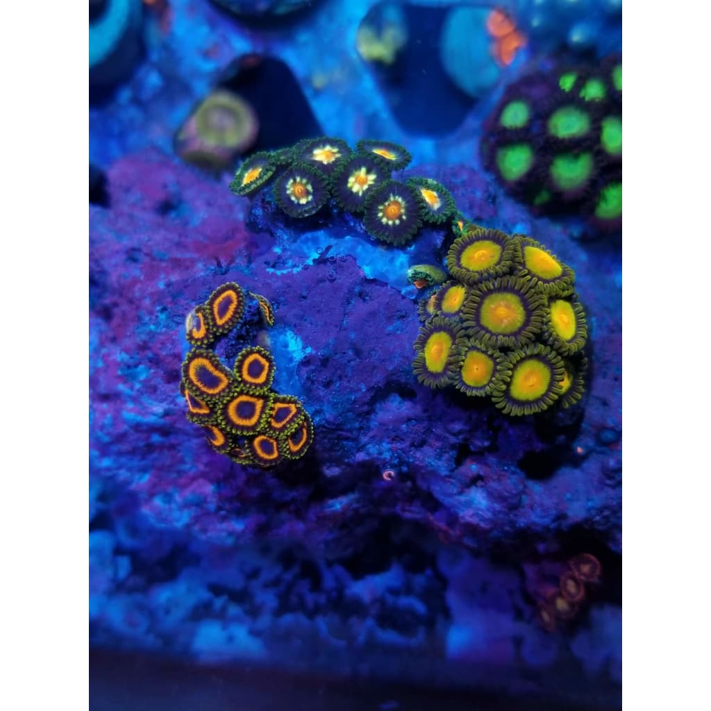 Custom-Made Zoanthid Mini-Garden!