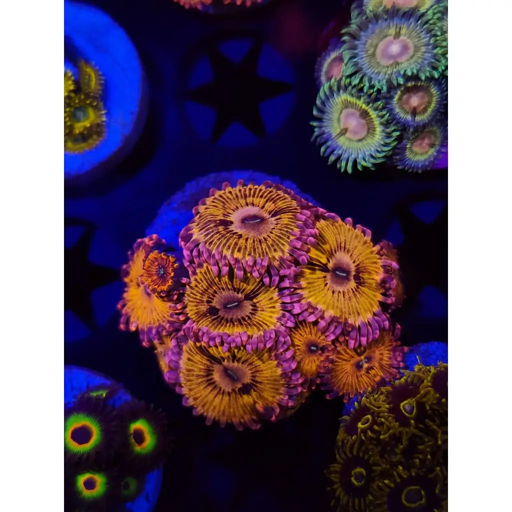 Zoanthids and Mushrooms