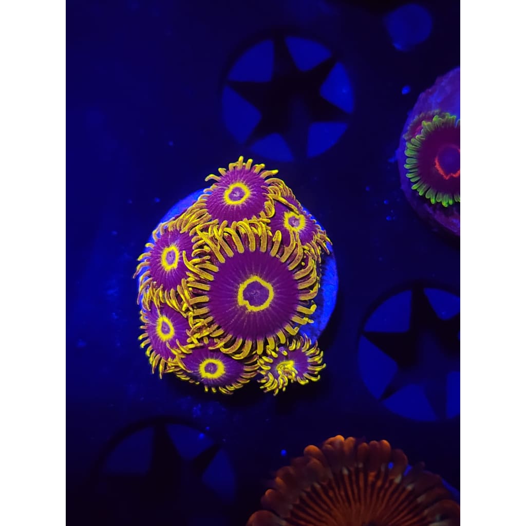 Yellow Hornet Zoanthid Frag WYSIWYG!