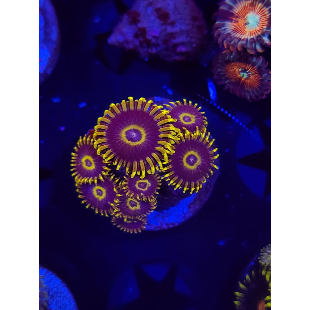 Yellow Hornets Zoanthid Frag WYSIWYG!