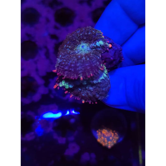 Mardis Gras Bounce Mushrooms WYSIWYG!