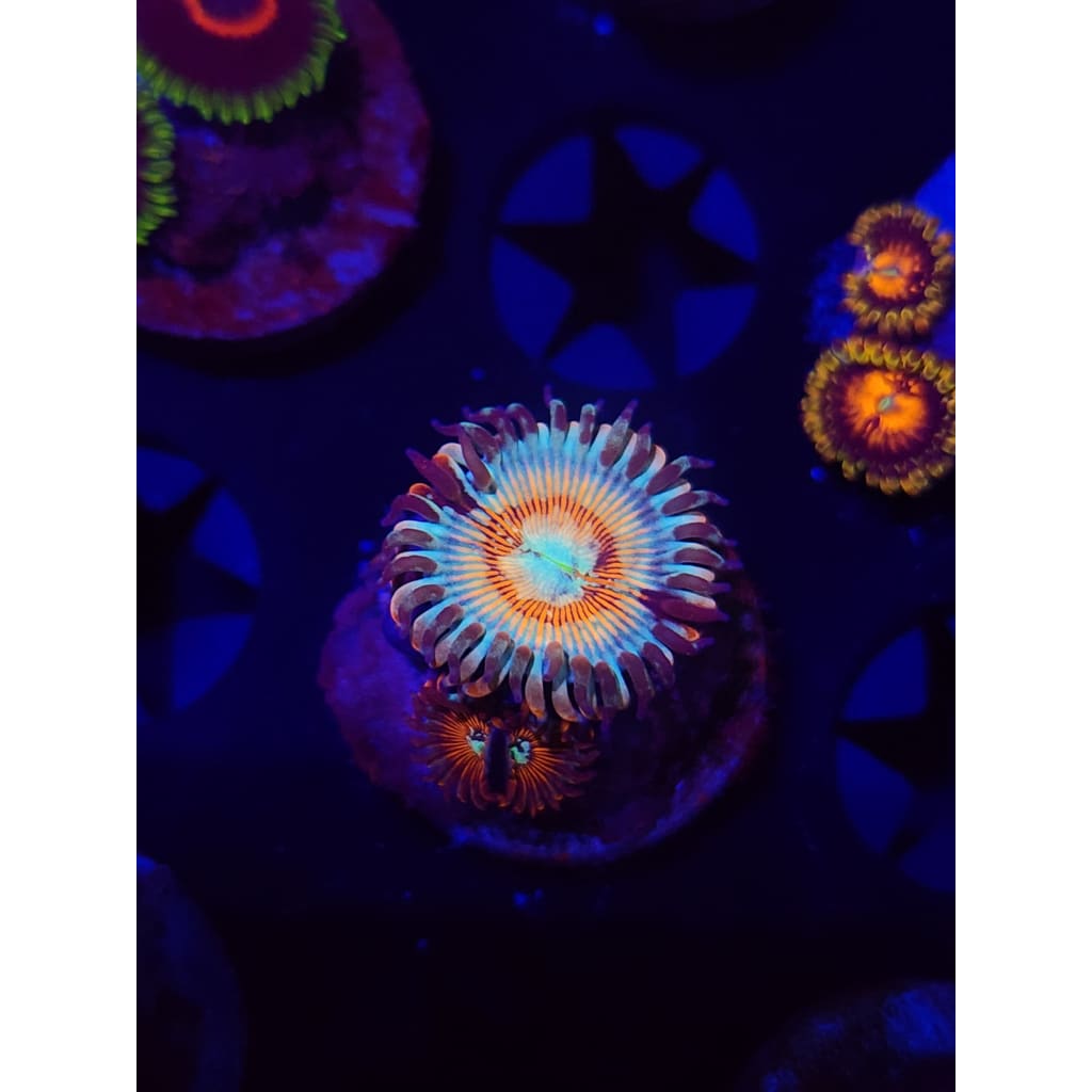 Vamp Slayer Zoanthid Frag WYSIWYG!