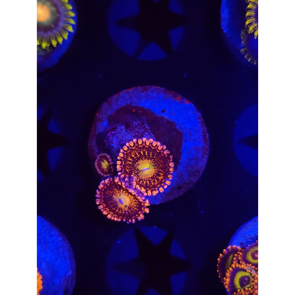 Sakura Sunrise Zoanthid Frag WYSIWYG!