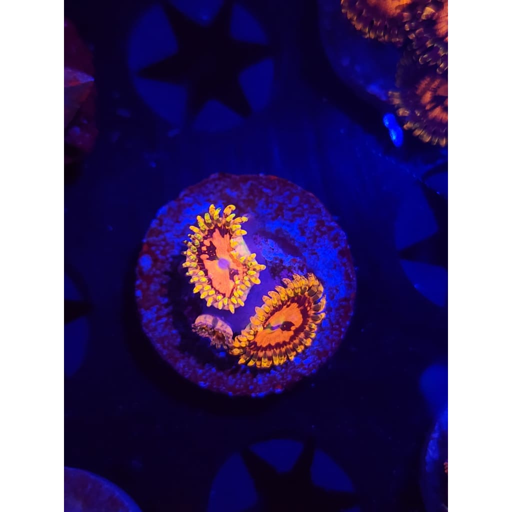 Space Chaos Zoanthid Frag WYSIWYG!