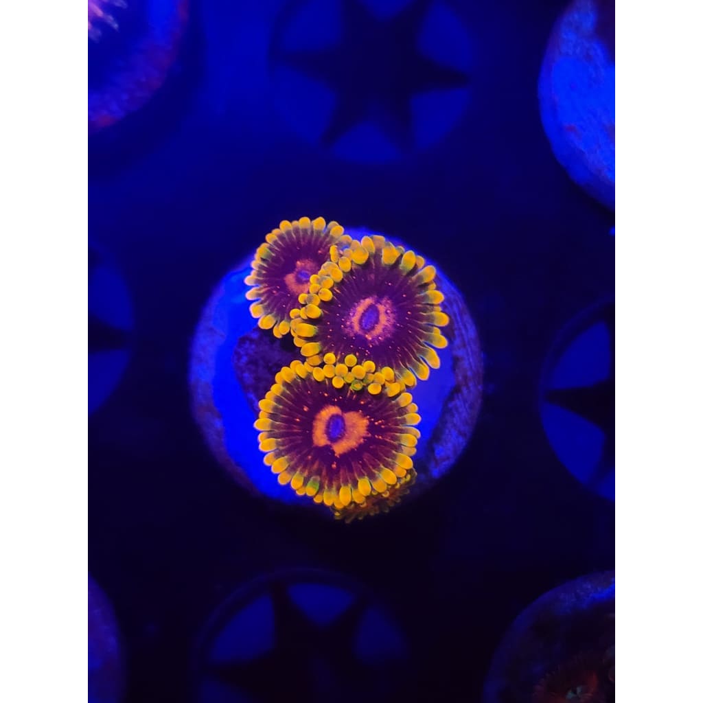 Jedi Mindtrick Zoanthid Frag WYSIWYG!