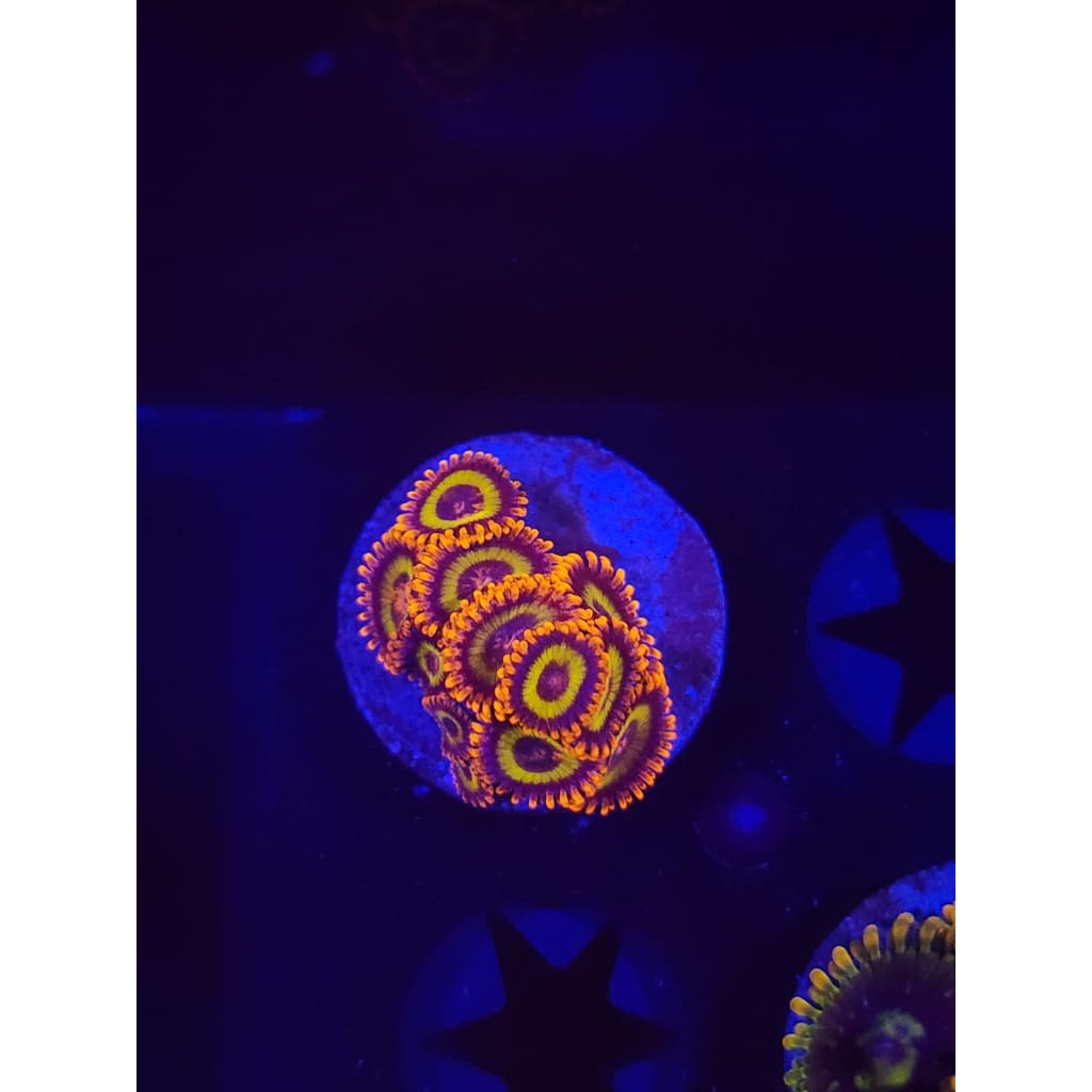 Fruit Loops Zoanthid Frag WYSIWYG!