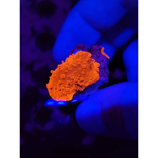 LCB Blood Moon Bounce Mushrooms WYSIWYG!