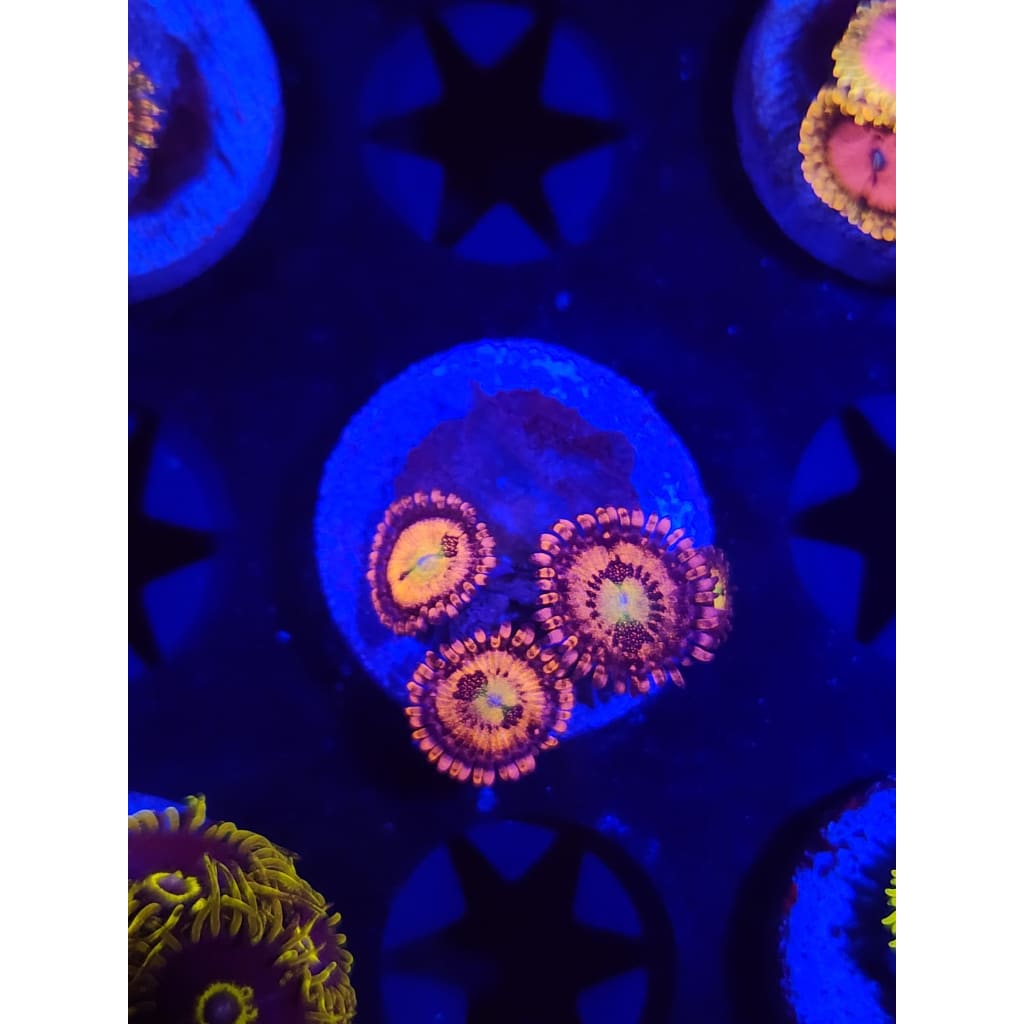 Sakura Sunrise Zoanthid Frag WYSIWYG!