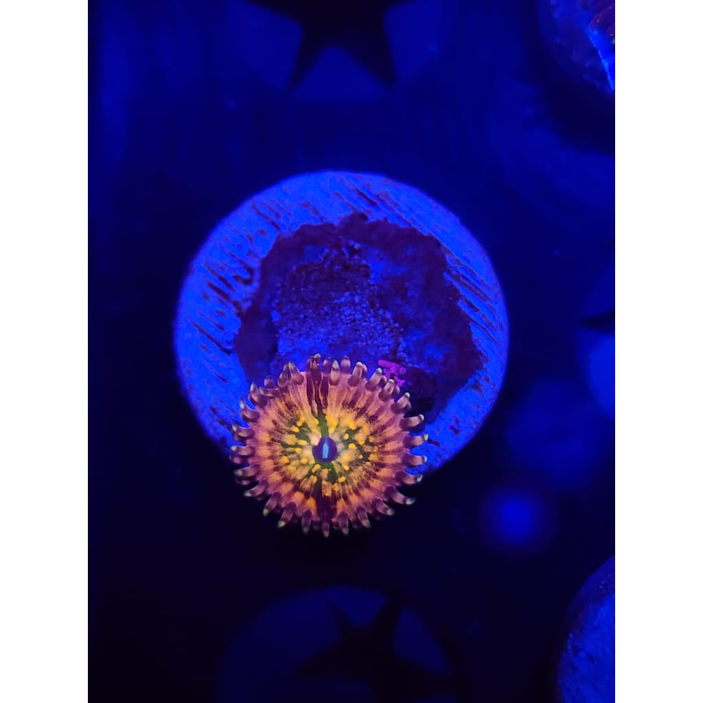 CK Monsters Inc Zoanthid Frag WYSIWYG!