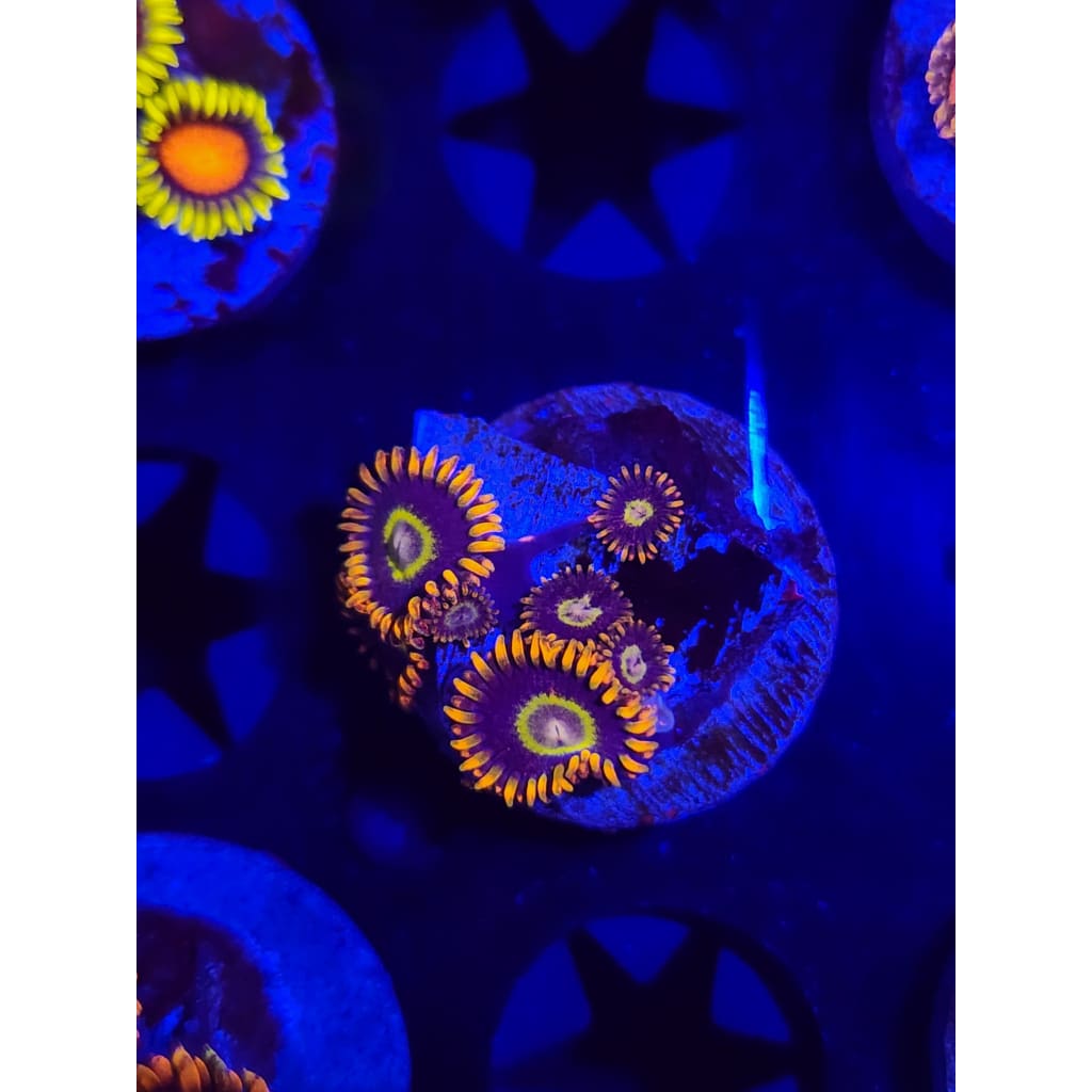 Rainbow Hornet Zoanthid Frag WYSIWYG!