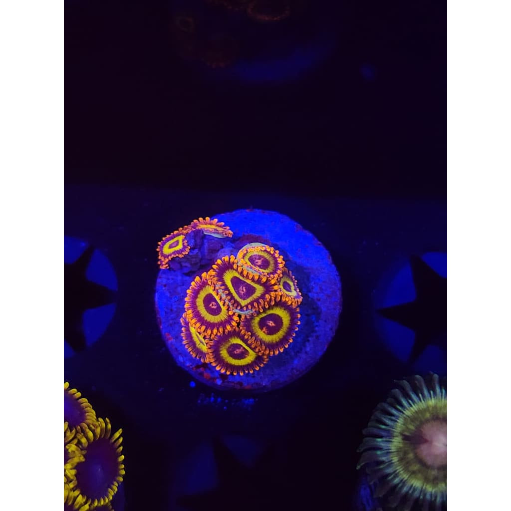 Fruit Loops Zoanthid Frag WYSIWYG!