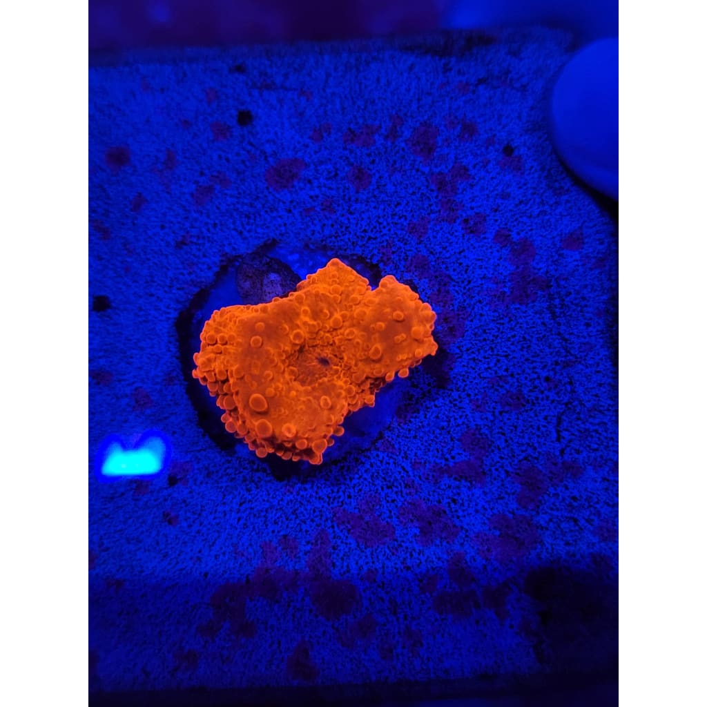 LCB Blood Moon Bounce Mushroom WYSIWYG!