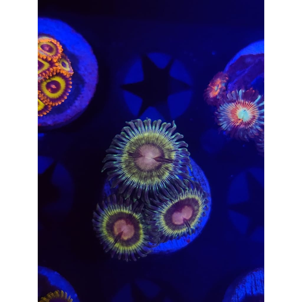 LCB Solar Storms Zoanthid Frag WYSIWYG!