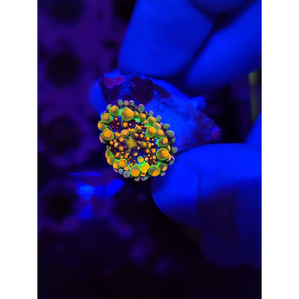 Godzilla Bounce Mushroom WYSIWYG!