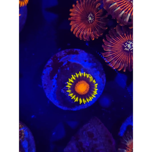 Spongebob Zoanthid Frag WYSIWYG!