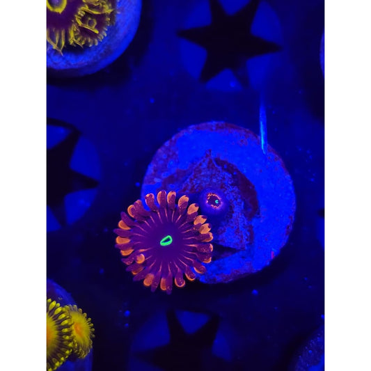 Red People Eater Zoanthid Frag WYSIWYG!